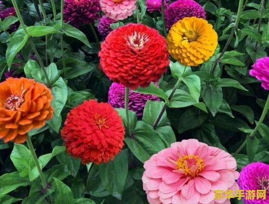 原神一包花种