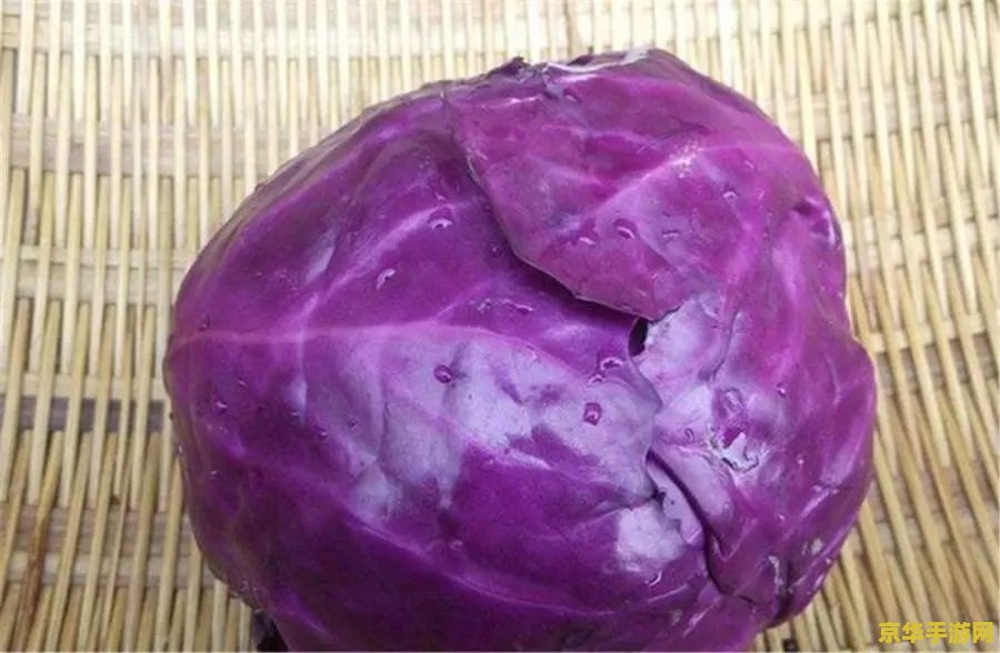 蔬菜主要向人们提供什么营养
