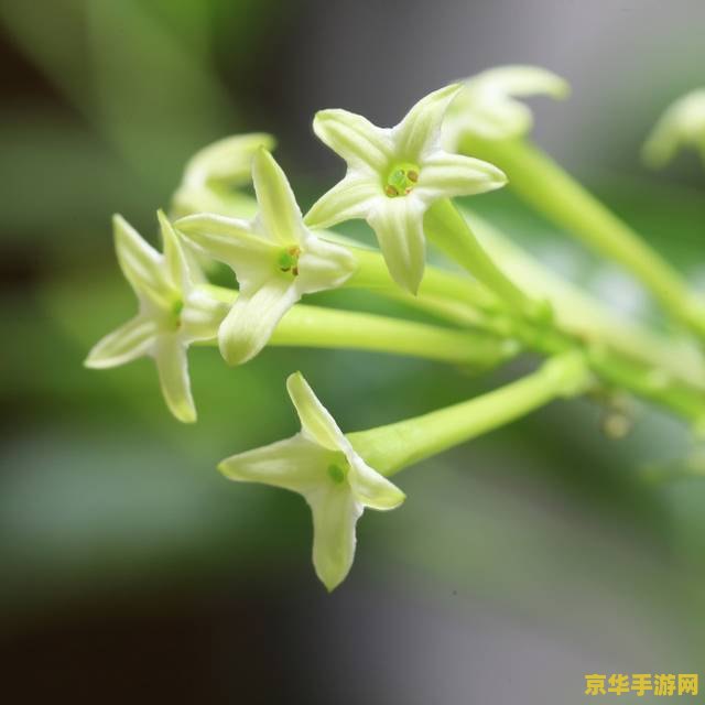 夜来香和含羞草哪个有毒？