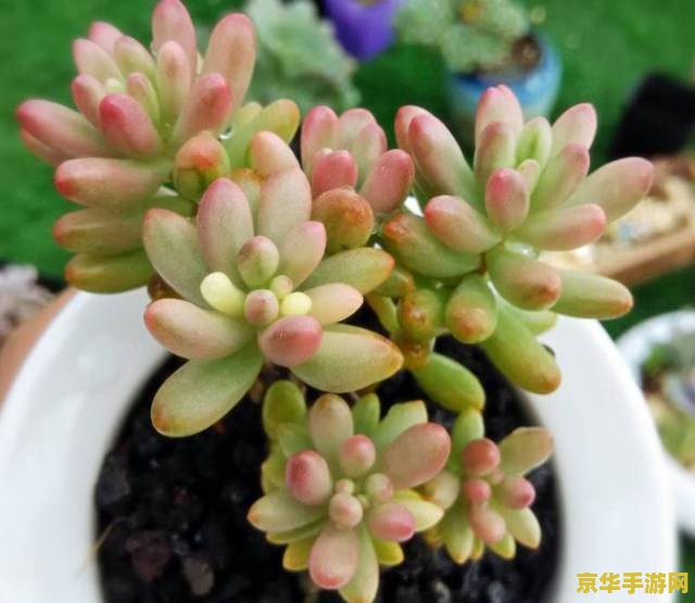 原神摘过的花多久刷新