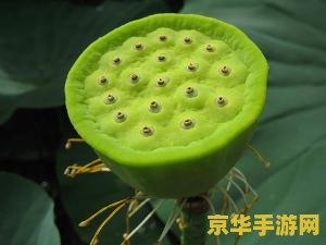 "达拉然军需官：游戏中的重要角色与相关词汇分析"