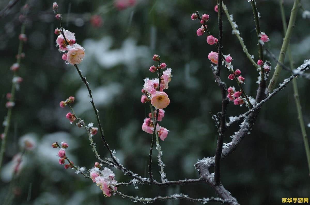 一剪梅花报春红是什么生肖 一剪梅花报春红是什么生肖