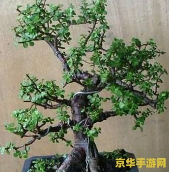 原神秘宝迷踪怎么汲取能量 原神秘宝迷踪：如何汲取能量