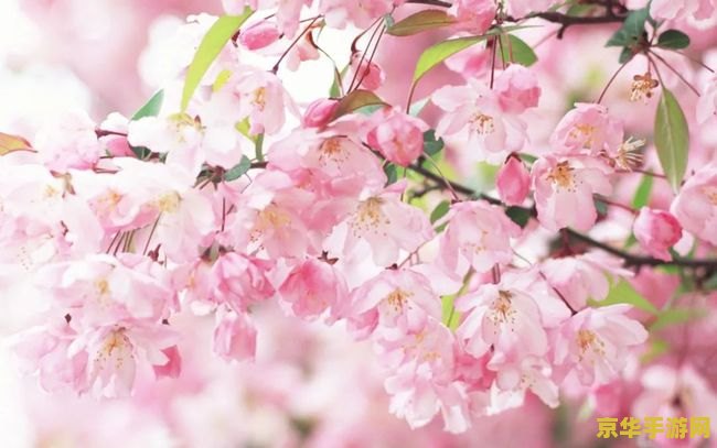 原神樱花树的5个小手脚