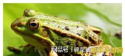 原神青蛙为什么这么难抓