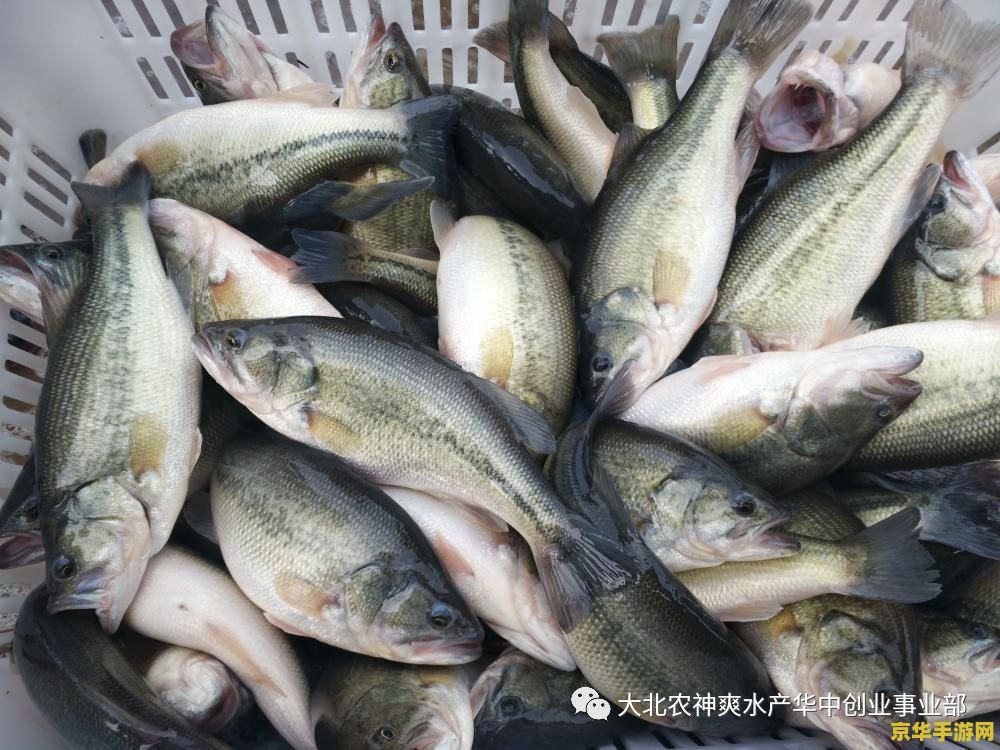 "造梦西游3悟空打杨戬：一场超越时空的战斗"