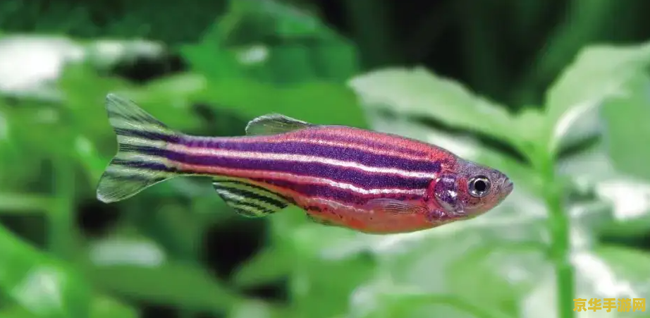 原神钓鱼点花鳉鱼