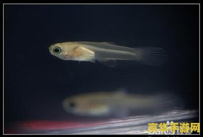 原神花鳉在哪钓 花鳉鱼钓取地点介绍