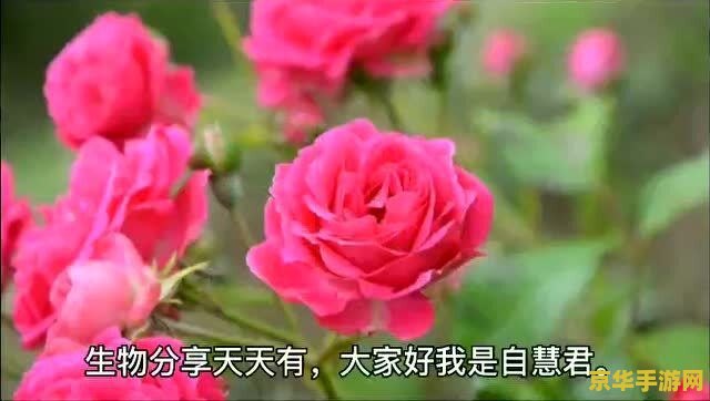 赛尔号钢牙鲨超进化 赛尔号钢牙鲨超进化：海洋霸主的崛起