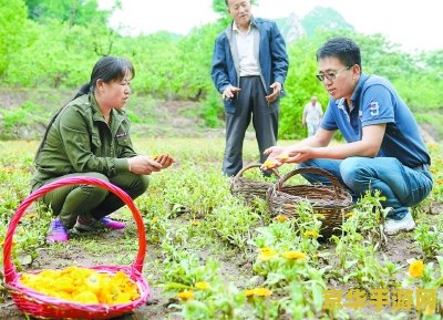 原神血科在哪采摘