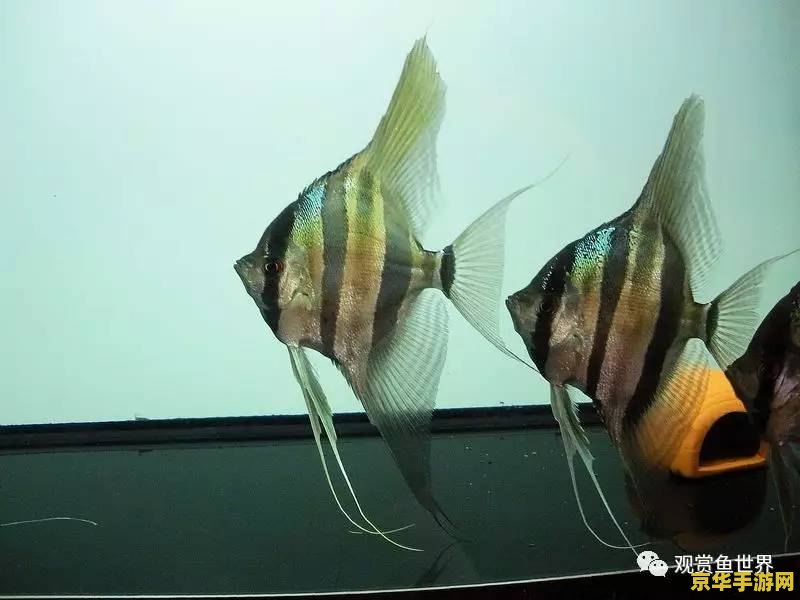 原神观赏鱼怎么饲养