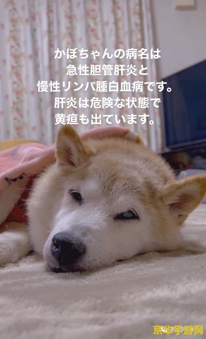 原神在哪里抓柴犬