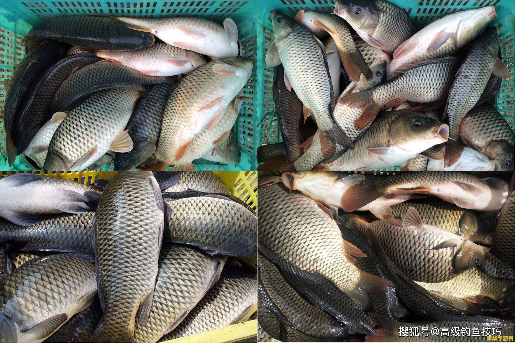 原神鱼获鱼的钓鱼点和鱼饵
