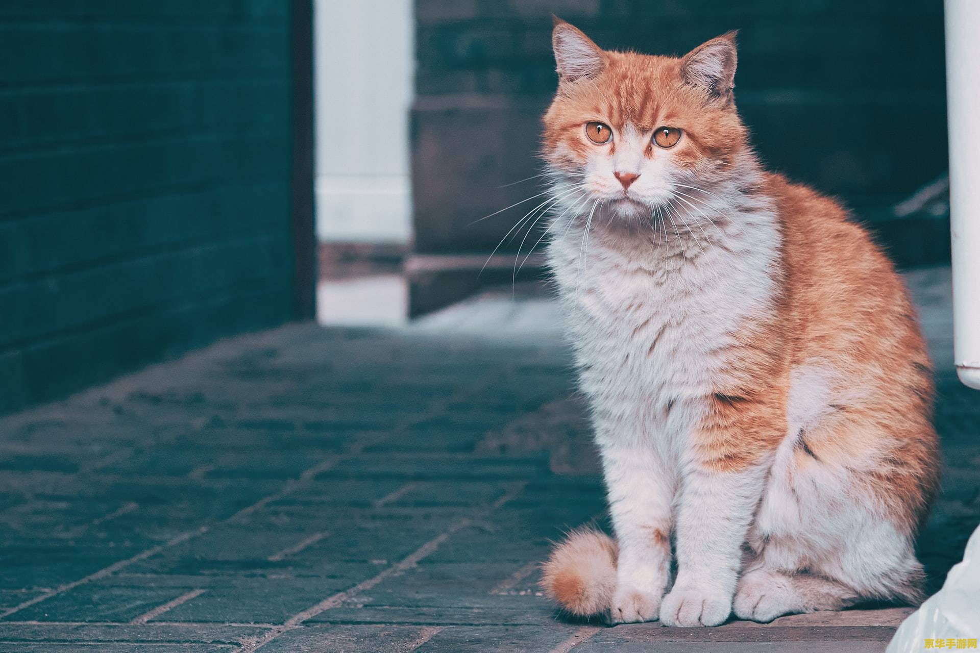 赛博猫咪游戏《Stray》宣布 12 月 5 日登陆苹果 Mac 平台：基于 MetalFX 技术，支持 M3 芯片光线追踪