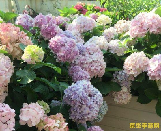 原神菲樱绣球位置
