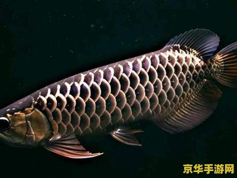 原神锖假龙鱼刷新时间 原神锖假龙鱼的刷新时间