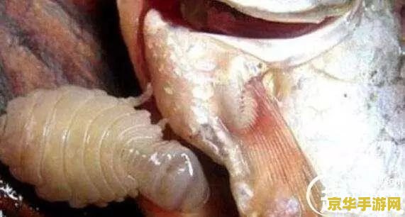 原神用留影机拍的照片找不到 原神留影机拍摄的照片消失之谜