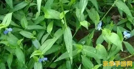 原神鸣草的作用