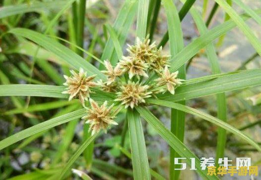原神鸣草的作用