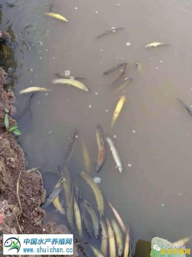 原神鳅鳅宝玉能干嘛