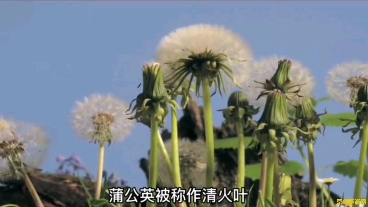 原神蒲公英籽会刷新吗？