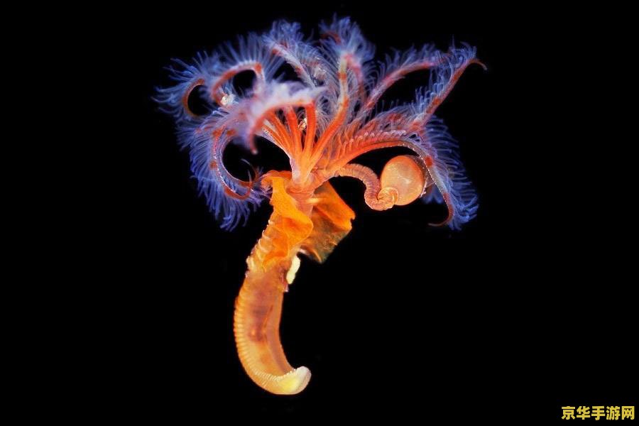 原神拍摄带有红色的生物 原神：红色生物的神秘魅力