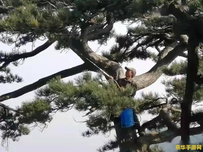 调查石壁上的灌木原神