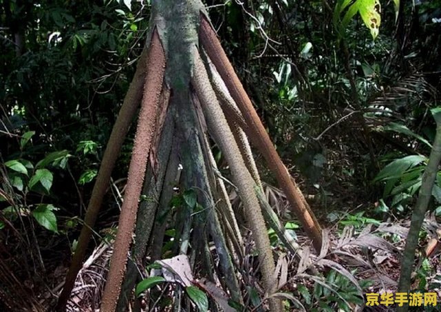 原神琴天赋要升级普攻吗 原神琴天赋要升级普攻吗**