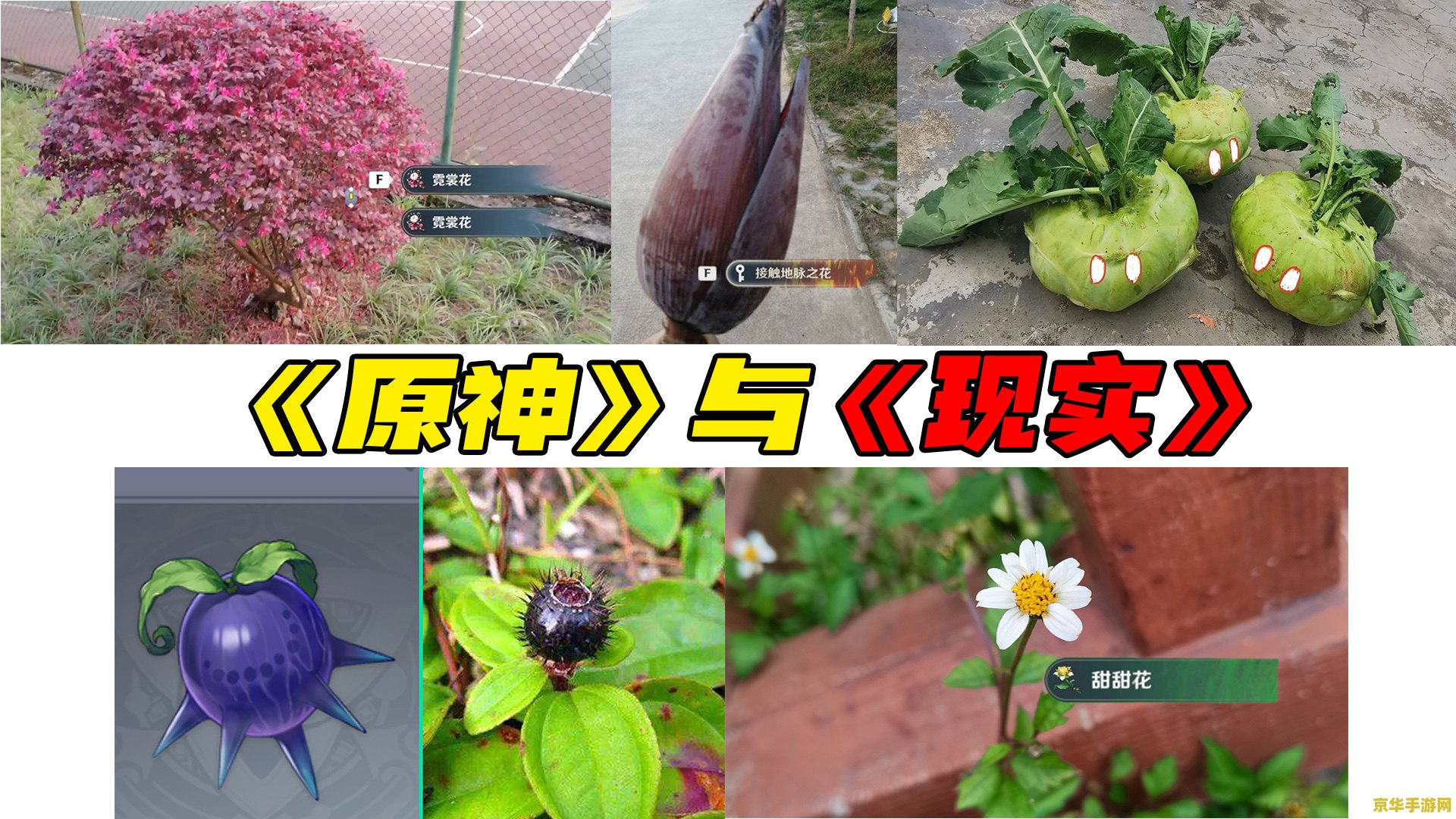 原神红色的植物