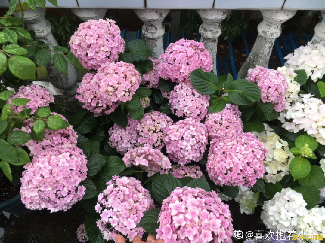 原神翡樱绣球