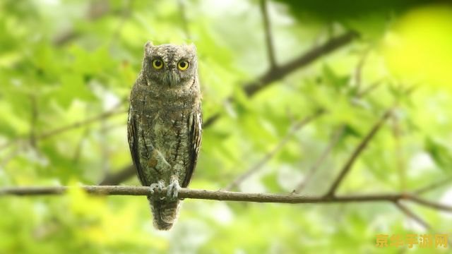 原神新鲜的鸟蛋在哪里 原神新鲜的鸟蛋在哪里