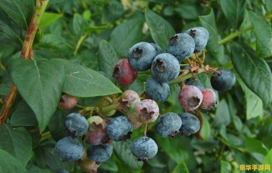 原神浆果刷新点