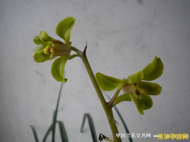 原神万叶用铁蜂刺还是东花坊时雨