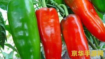 原神绝云辣椒准确位置图