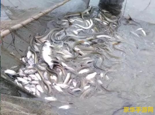赛尔号闪光波克尔 赛尔号闪光波克尔：赛尔世界中的魅力精灵