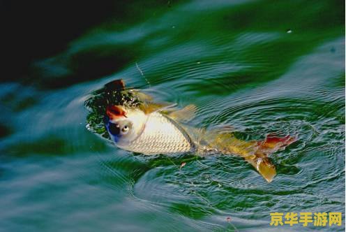 王者荣耀零度是什么战队 王者荣耀零度是什么战队