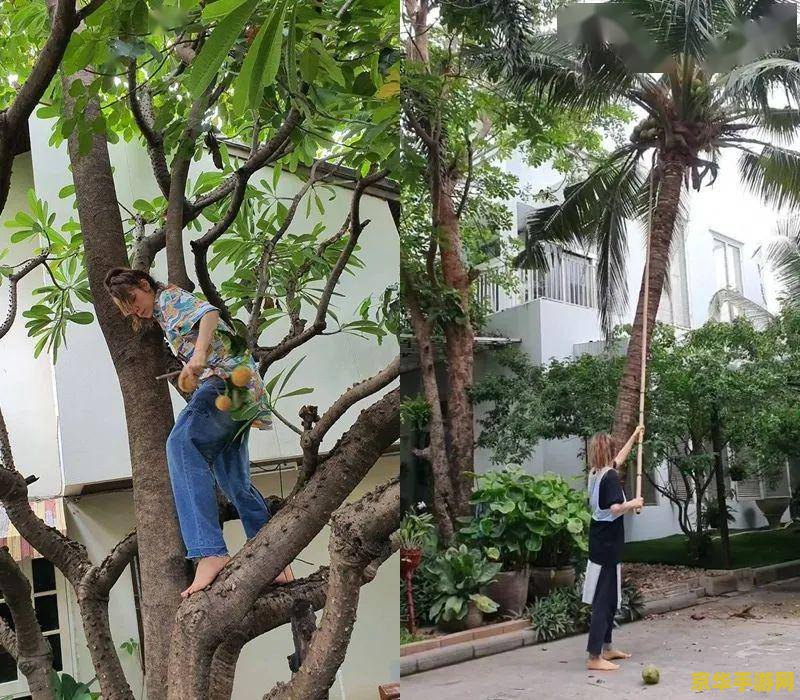 原神掣电树在哪里 原神掣电树位置揭秘