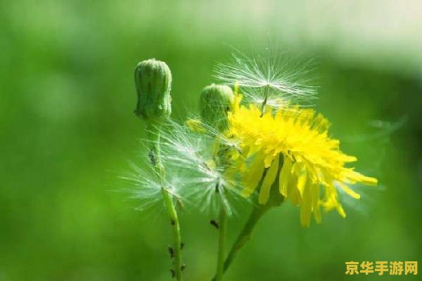 原神收集蒲公英的注意事项