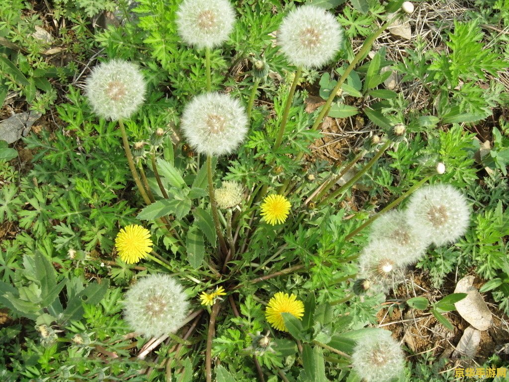 原神蒲公英多久刷下 原神蒲公英多久刷新