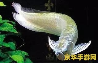 原神紫色品质的鱼