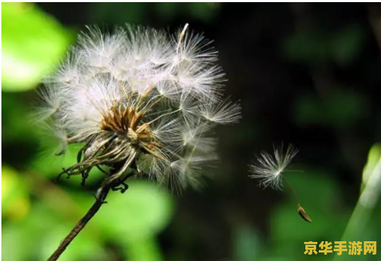 原神怎么播撒蒲公英籽