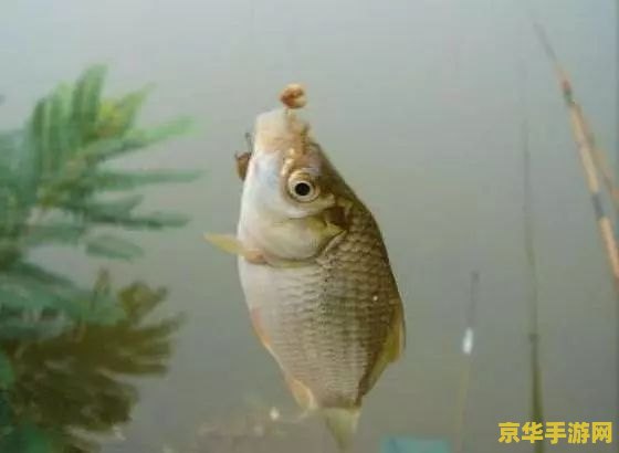 原神观赏鱼是用哪种鱼饵 原神观赏鱼钓饵推荐