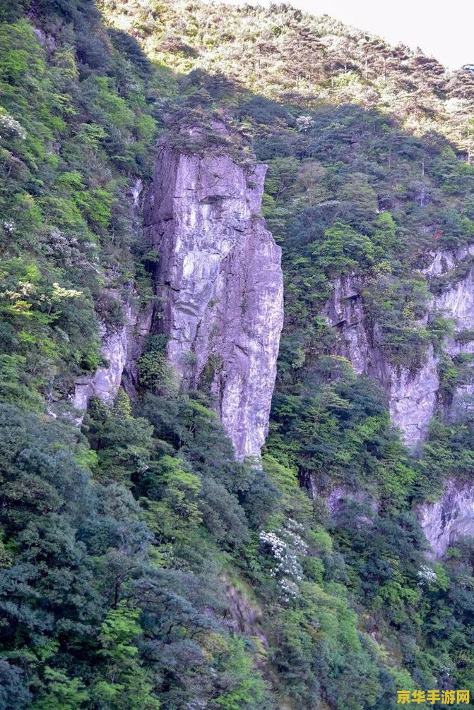 原神松树哪里多