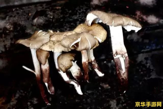 原神幕风蘑菇一天捡多少个 原神幕风蘑菇一天能捡多少个