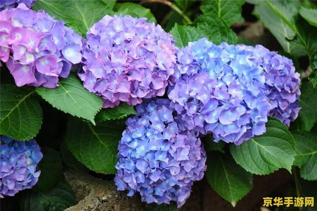 原神如何取得特殊的绣球