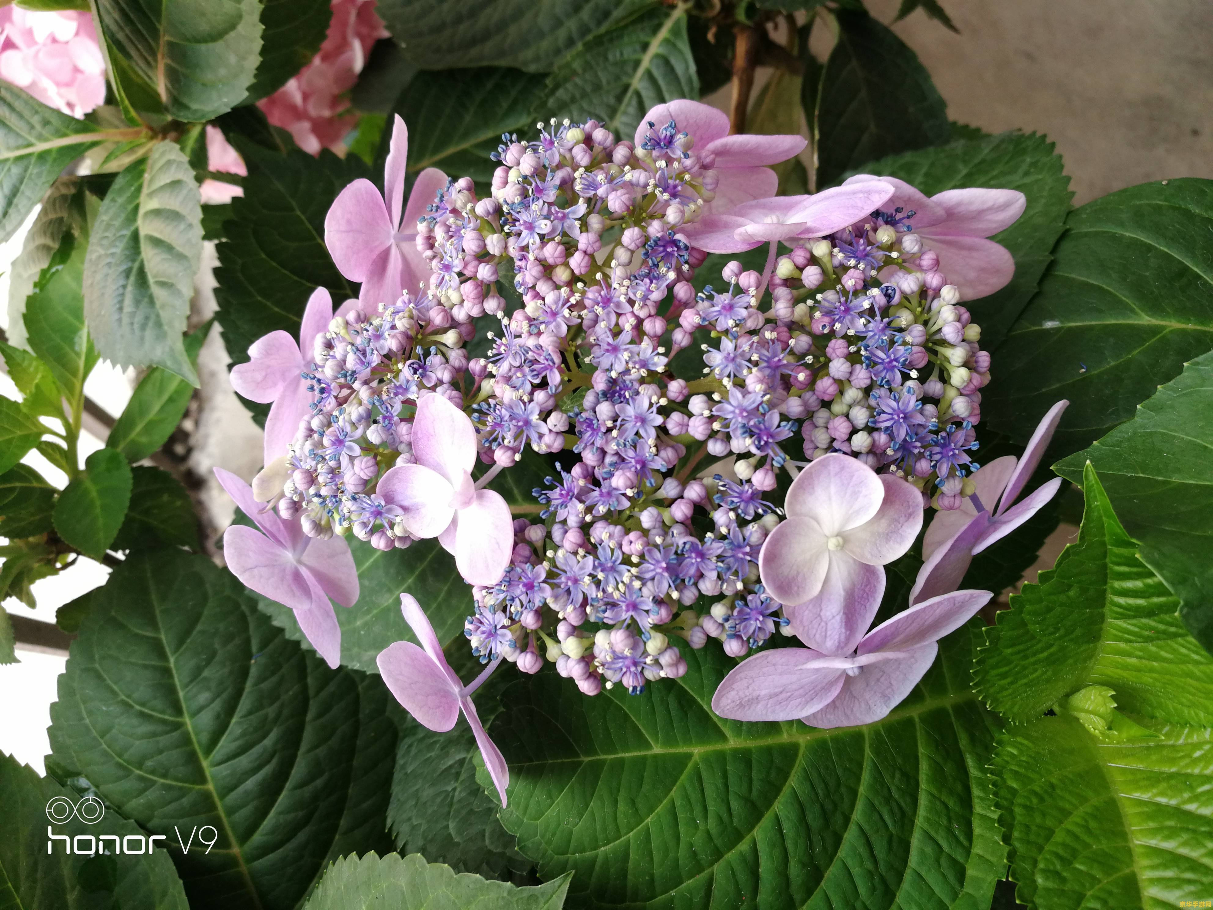 原神如何取得特殊的绣球