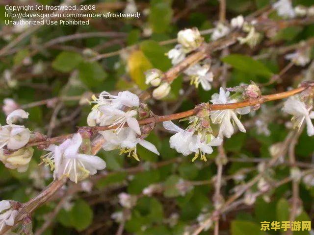 原神雪山忍冬之树12级 原神雪山忍冬之树12级