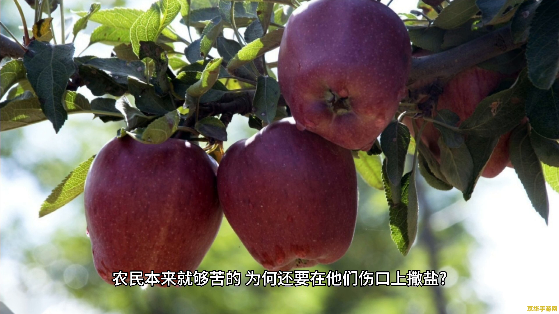原神中苹果最多的地方