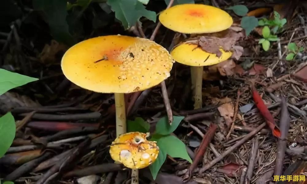 原神中慕风蘑菇在哪里采摘