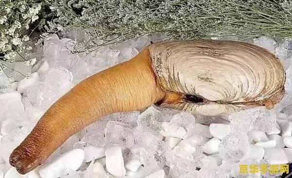 原神海螺小屋种子给谁